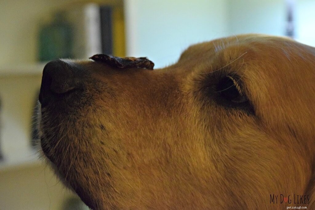 Master Dog Obedience: A Comprehensive Guide to Positive Training