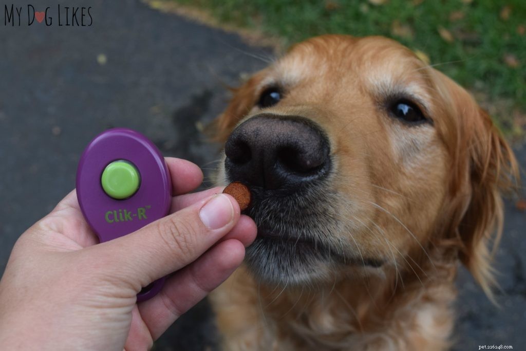 Master Dog Obedience: A Comprehensive Guide to Positive Training