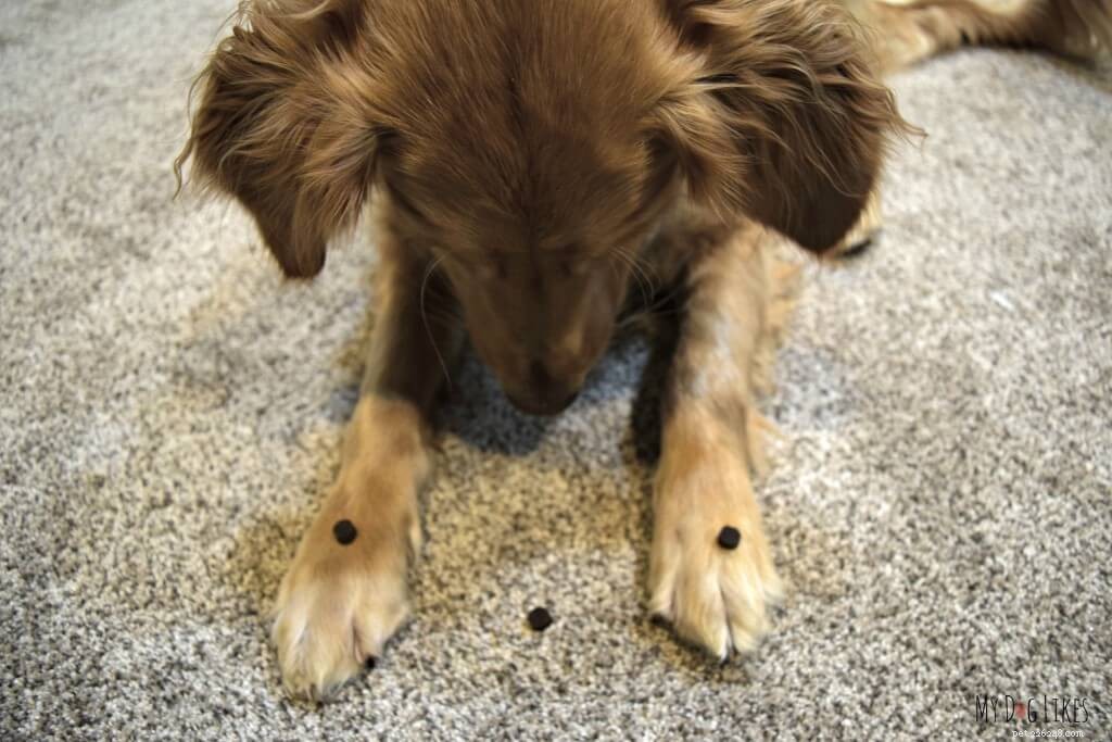 Master Dog Obedience: A Comprehensive Guide to Positive Training