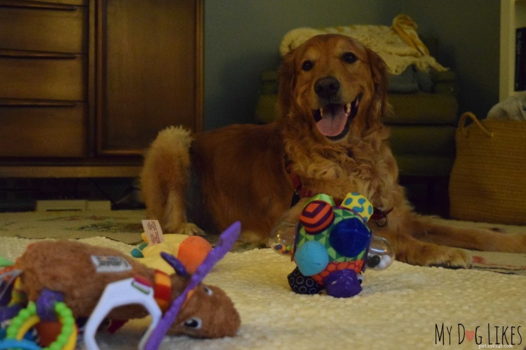 Teaching Dogs Healthy Boundaries: Setting Off‑Limits Areas for New Family Members