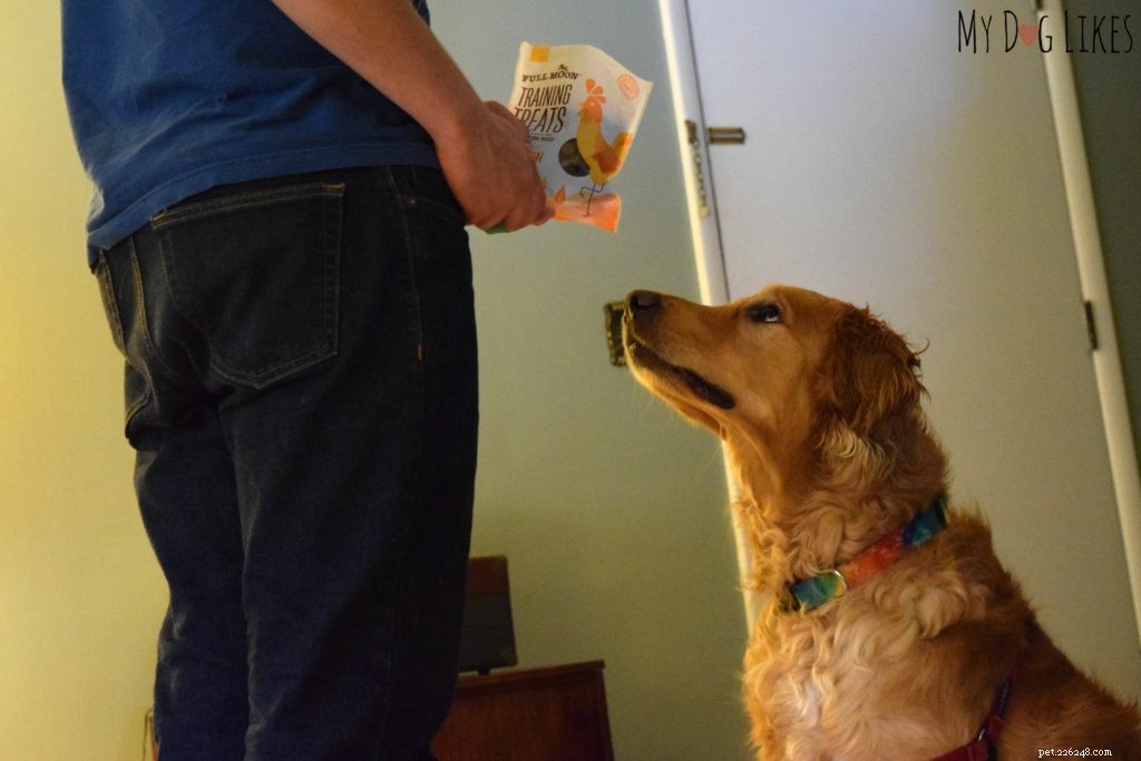 Teaching Dogs Healthy Boundaries: Setting Off‑Limits Areas for New Family Members