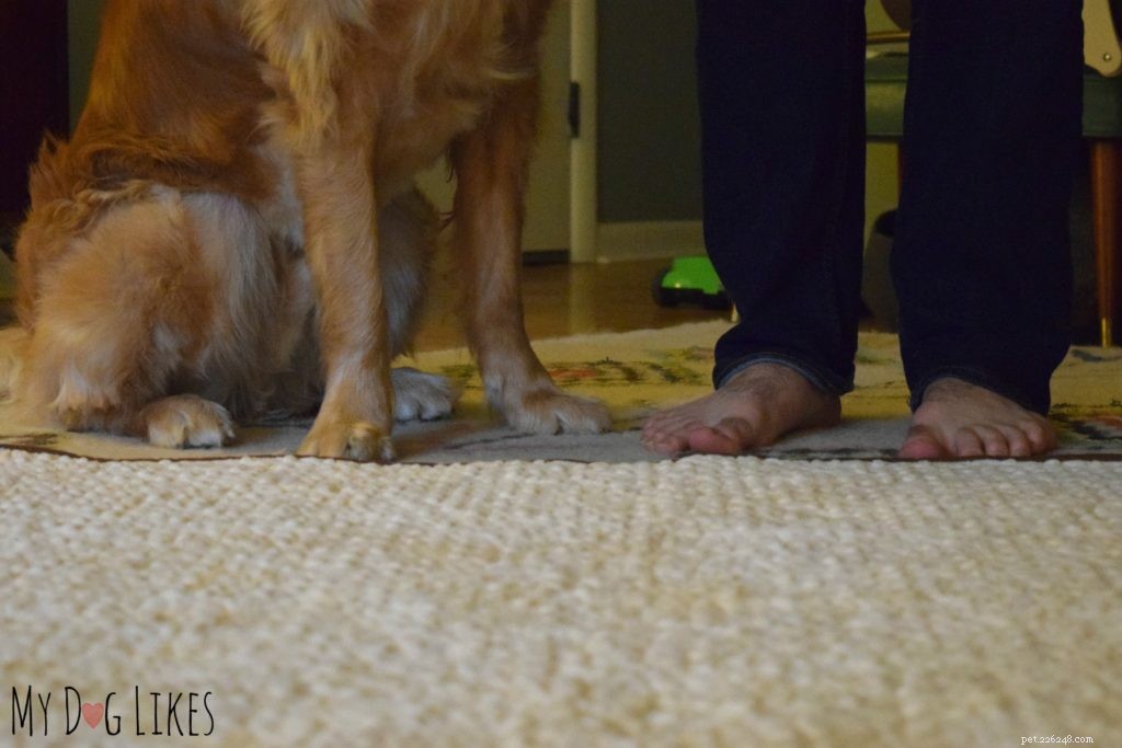 Teaching Dogs Healthy Boundaries: Setting Off‑Limits Areas for New Family Members