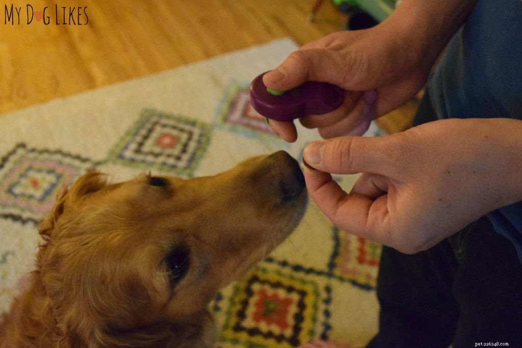 Teaching Dogs Healthy Boundaries: Setting Off‑Limits Areas for New Family Members