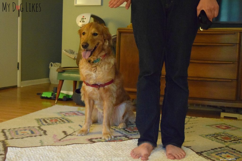 Teaching Dogs Healthy Boundaries: Setting Off‑Limits Areas for New Family Members