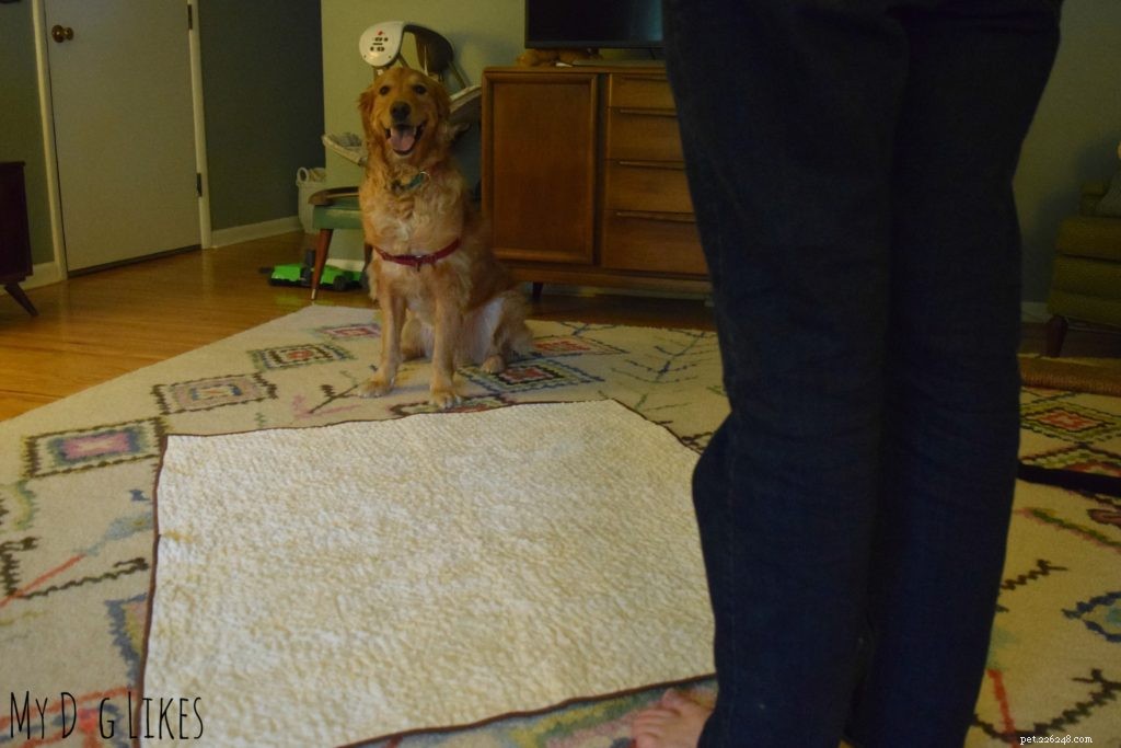 Teaching Dogs Healthy Boundaries: Setting Off‑Limits Areas for New Family Members