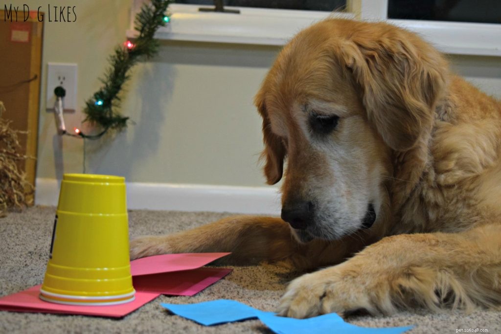 Dognition Dog Intelligence Test Review: How Harley & Charlie Performed