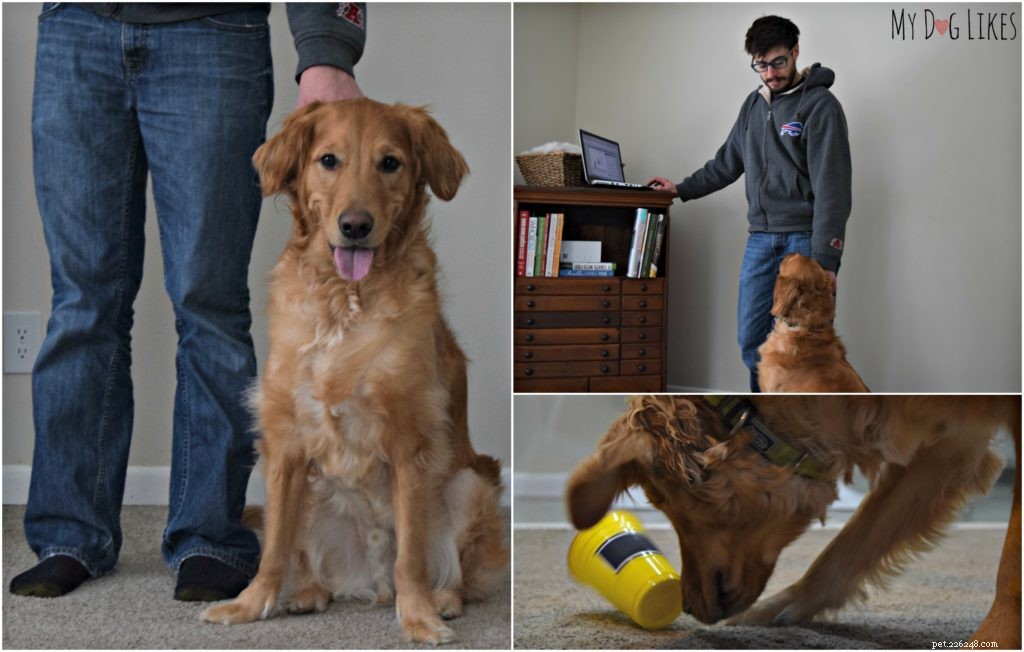 Dognition Dog Intelligence Test Review: How Harley & Charlie Performed
