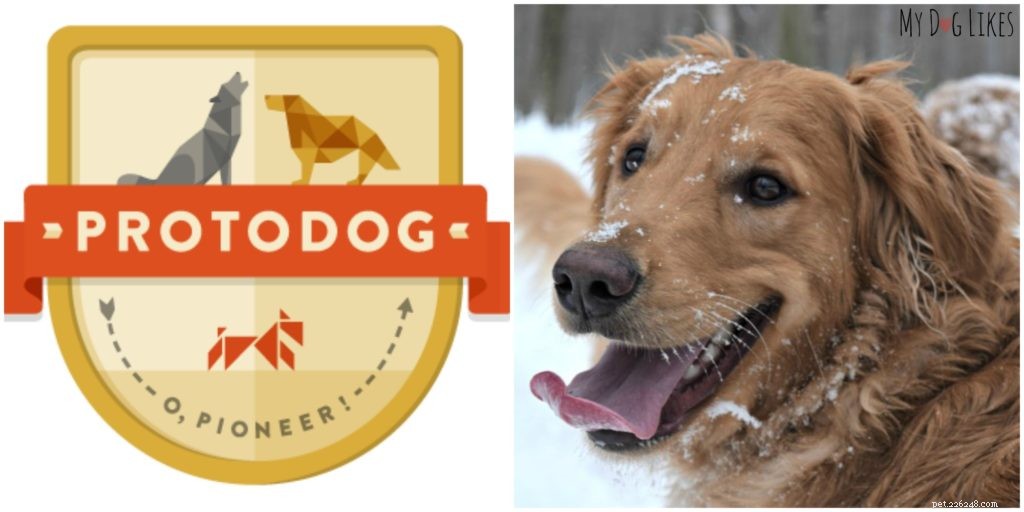 Dognition Dog Intelligence Test Review: How Harley & Charlie Performed
