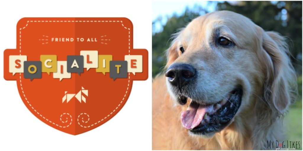 Dognition Dog Intelligence Test Review: How Harley & Charlie Performed