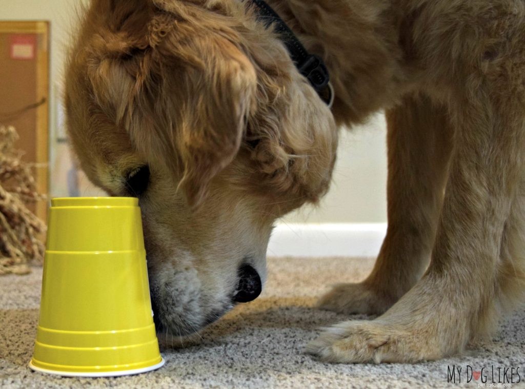 Dognition Dog Intelligence Test Review: How Harley & Charlie Performed