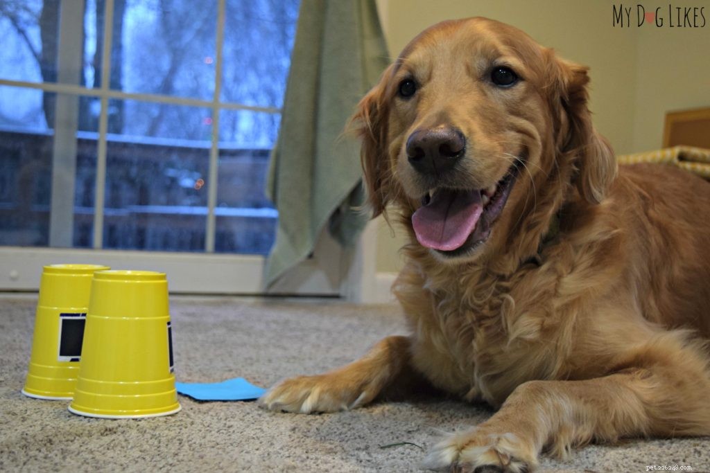 Dognition Dog Intelligence Test Review: How Harley & Charlie Performed