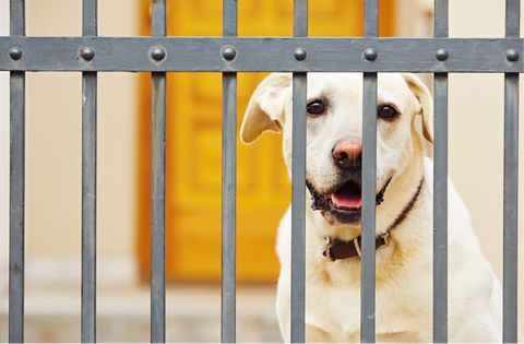 Bringing a Dog and Cat Together: Proven Strategies for Harmonious Coexistence