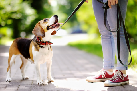 Bringing a Dog and Cat Together: Proven Strategies for Harmonious Coexistence