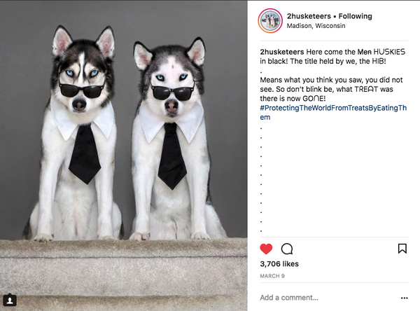 Dog Sunglasses: Fashion Meets Function for Your Pet s Eye Health