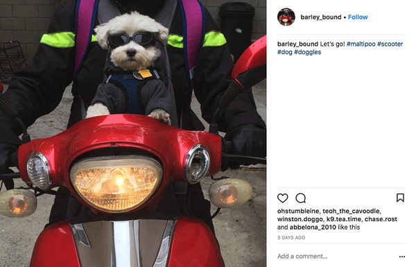 Dog Sunglasses: Fashion Meets Function for Your Pet s Eye Health