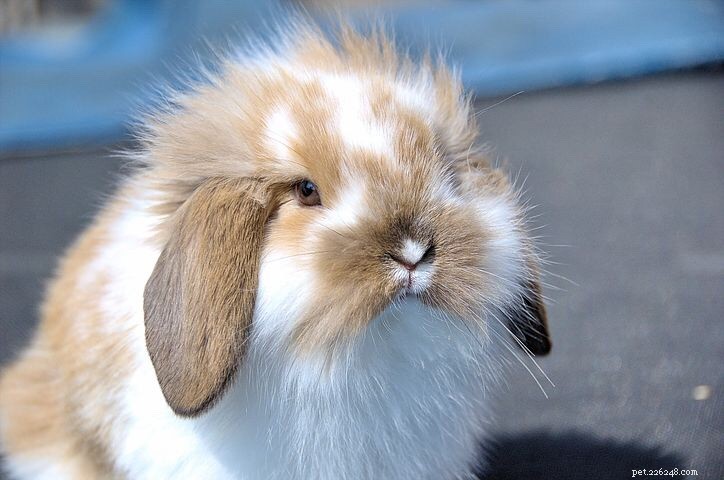 Raising Rabbits: Key Care Tips for Your Child’s New Furry Friend