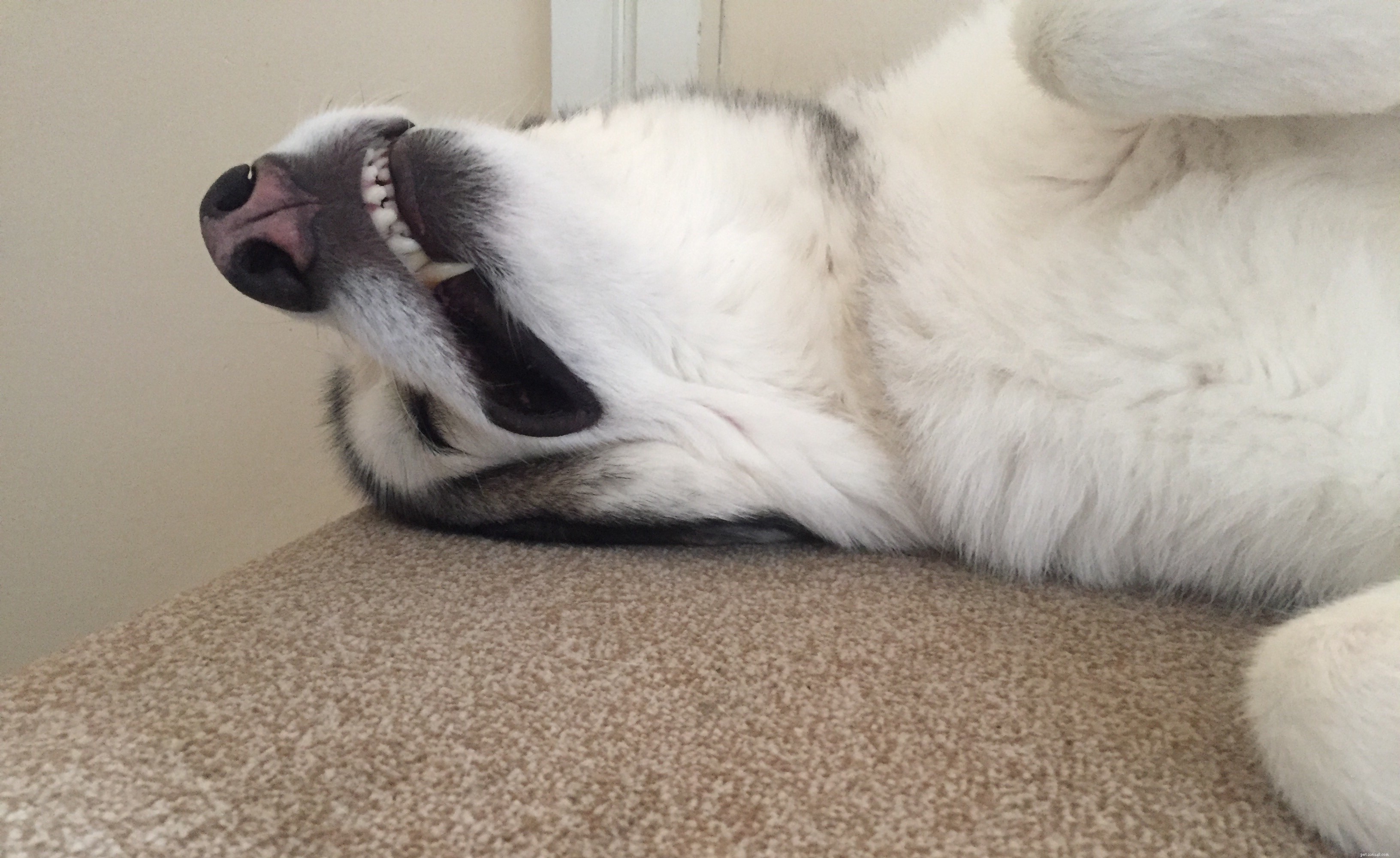 Choosing an Alaskan Malamute: Pros, Cons, and Care Guide