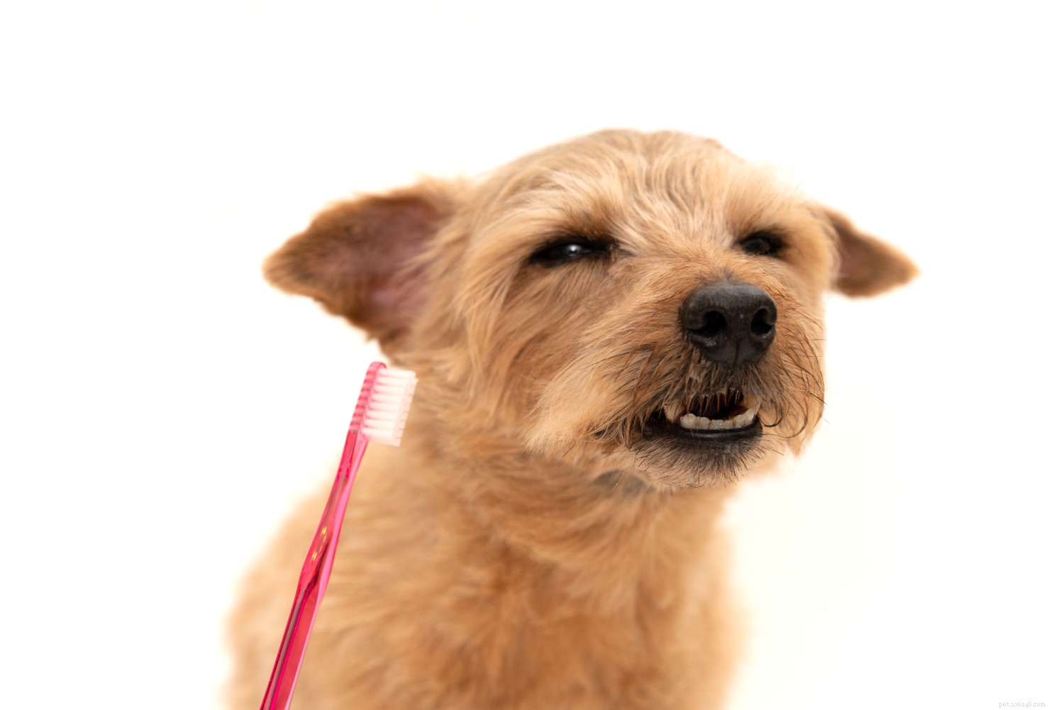 Ultimate 2024 Dog Dental Care Guide: Keep Your Pup’s Smile Healthy & Fresh