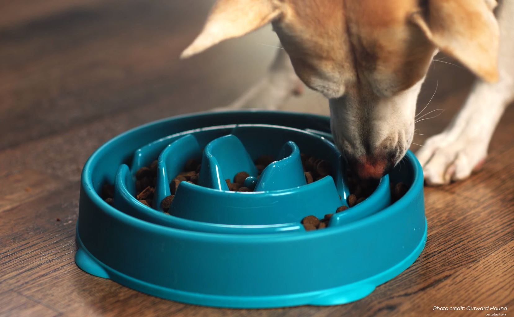Ultimate 2024 Dog Dental Care Guide: Keep Your Pup’s Smile Healthy & Fresh