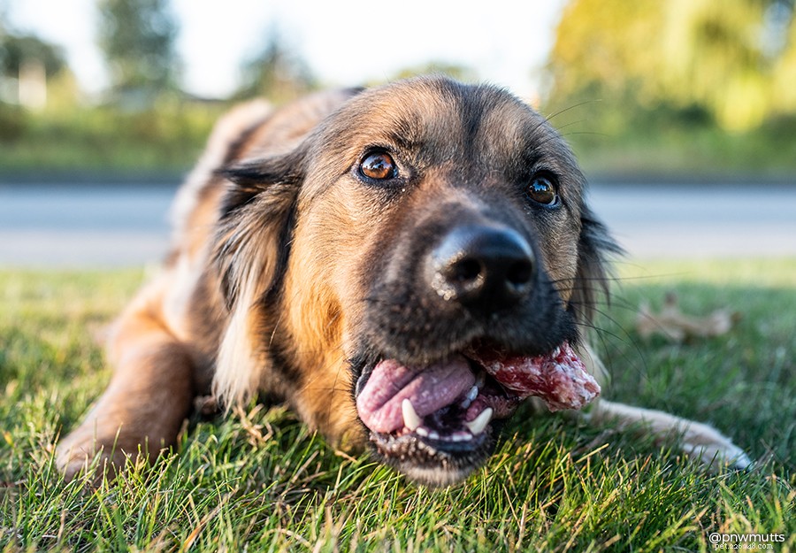Ultimate 2024 Dog Dental Care Guide: Keep Your Pup’s Smile Healthy & Fresh