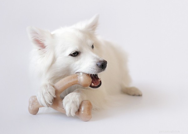 Ultimate 2024 Dog Dental Care Guide: Keep Your Pup’s Smile Healthy & Fresh