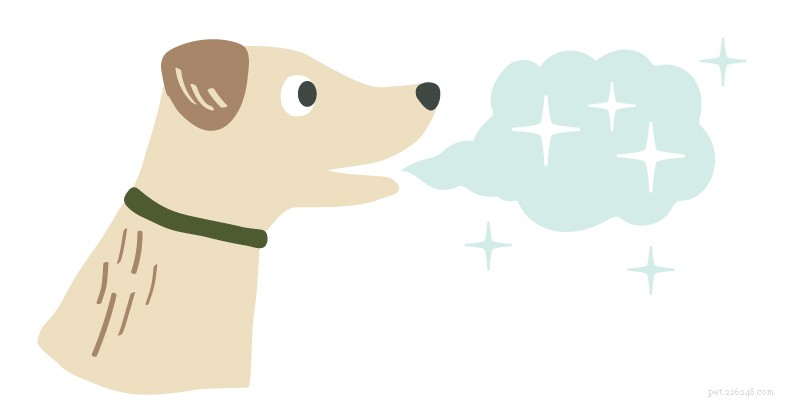 Ultimate 2024 Dog Dental Care Guide: Keep Your Pup’s Smile Healthy & Fresh
