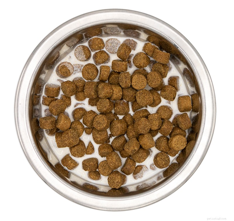 Caring for a Toothless Dog: Essential Tips for a Healthy, Happy Life
