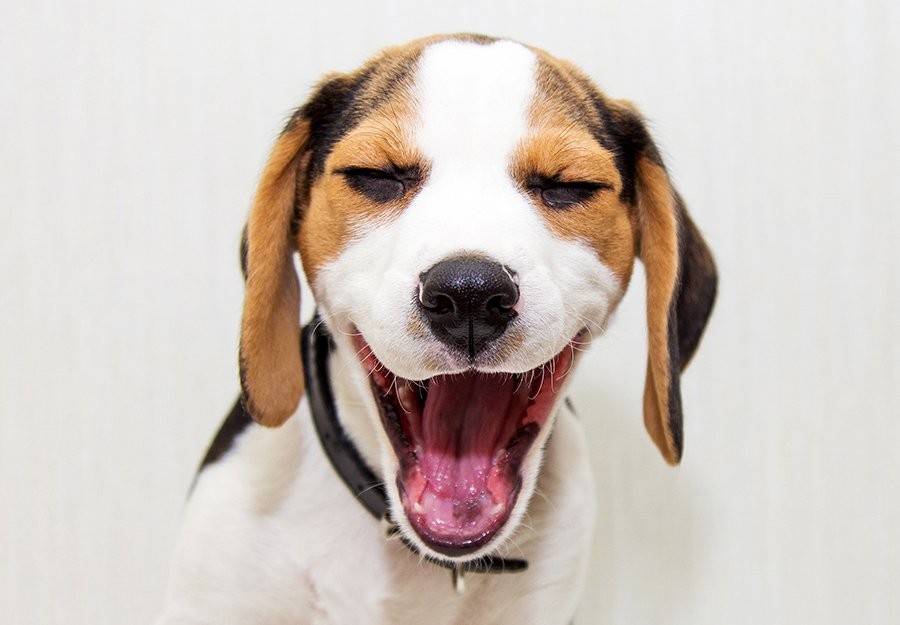 Caring for a Toothless Dog: Essential Tips for a Healthy, Happy Life