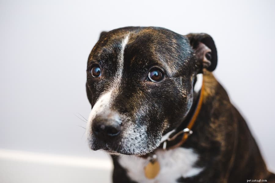 The Complete Guide to Managing Dog Anxiety & Reducing Stress
