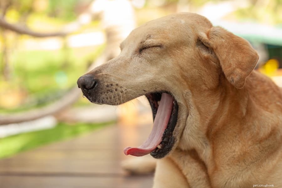 The Complete Guide to Managing Dog Anxiety & Reducing Stress