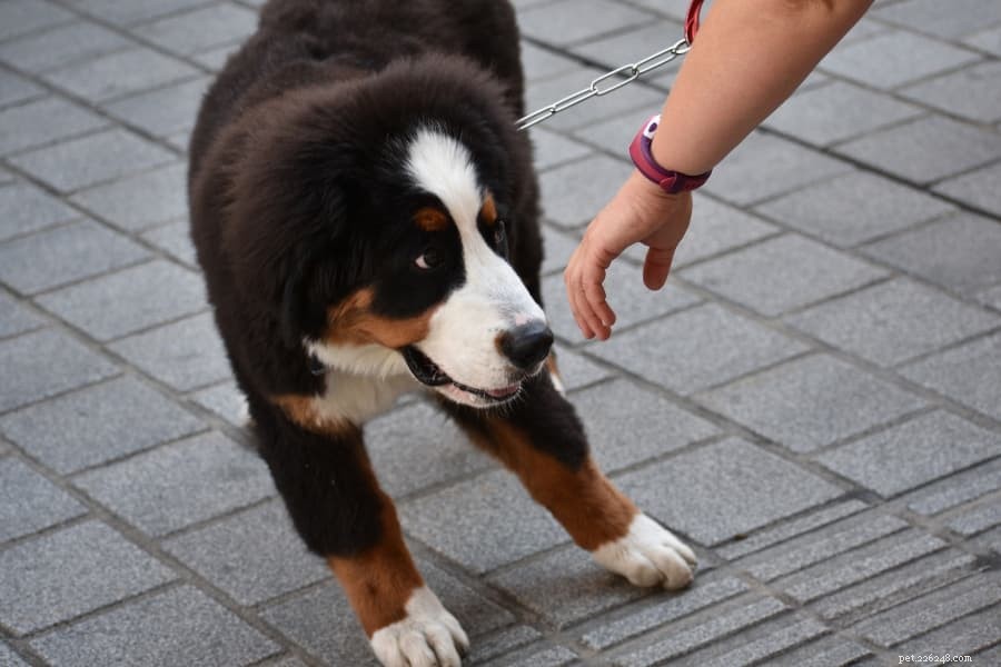 The Complete Guide to Managing Dog Anxiety & Reducing Stress