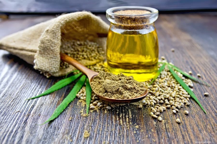 Hemp Oil for Dogs: A Natural Solution for Anxiety and Beyond