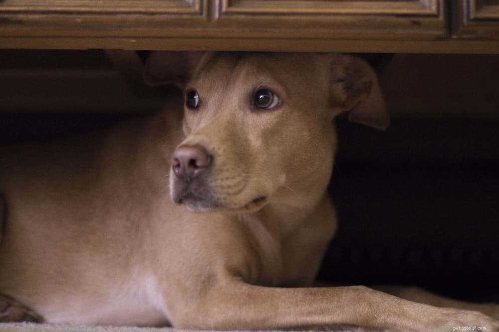 Calming a Thunder‑Sensitive Dog: Simple Steps to Ease Storm Anxiety