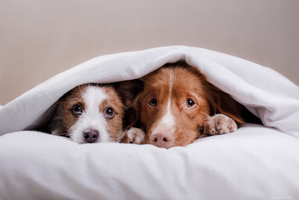 Calming a Thunder‑Sensitive Dog: Simple Steps to Ease Storm Anxiety