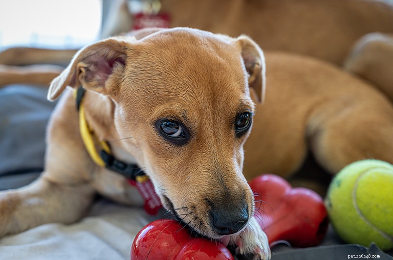 Calming a Thunder‑Sensitive Dog: Simple Steps to Ease Storm Anxiety