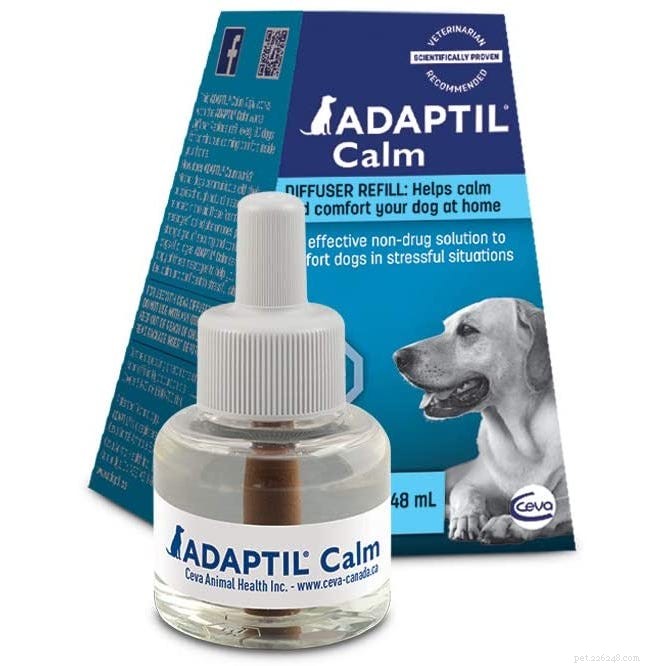 Calming a Thunder‑Sensitive Dog: Simple Steps to Ease Storm Anxiety