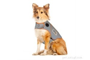 Calming a Thunder‑Sensitive Dog: Simple Steps to Ease Storm Anxiety