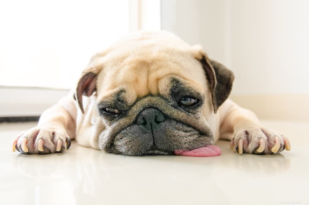 Diagnosing & Treating Intestinal Worms in Dogs: A Practical Guide