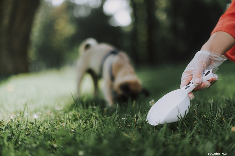 Diagnosing & Treating Intestinal Worms in Dogs: A Practical Guide