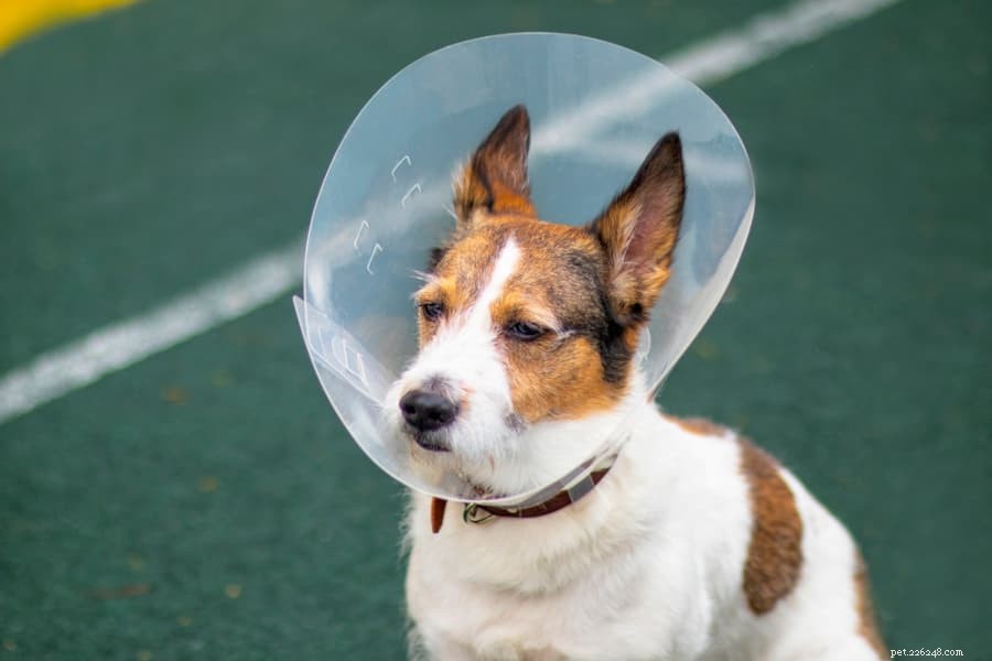 Protect Your Dog from Bee Stings: Prevention & Treatment Tips