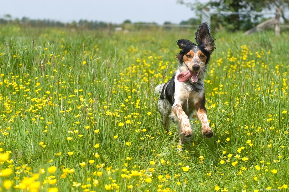 Protect Your Dog from Bee Stings: Prevention & Treatment Tips