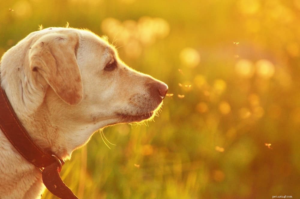 Protecting Dogs from Mosquito Bites: Prevention and Natural Treatments