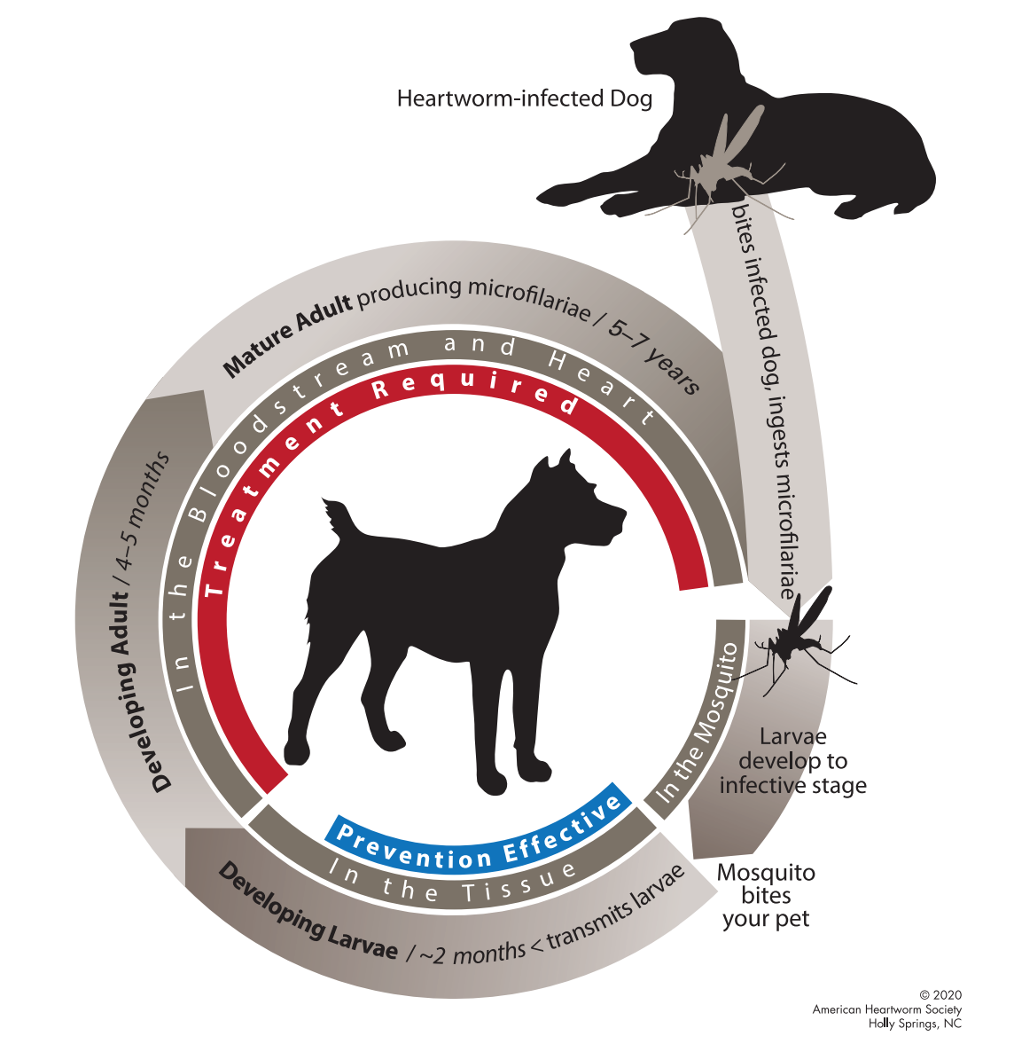Protecting Dogs from Mosquito Bites: Prevention and Natural Treatments