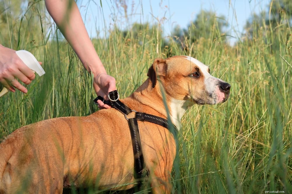 Protecting Dogs from Mosquito Bites: Prevention and Natural Treatments