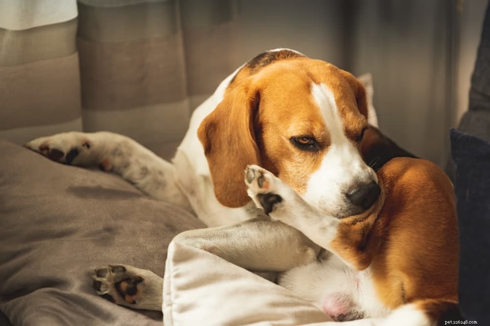 6 Proven Ways to Relieve Your Dog’s Dry Skin This Winter