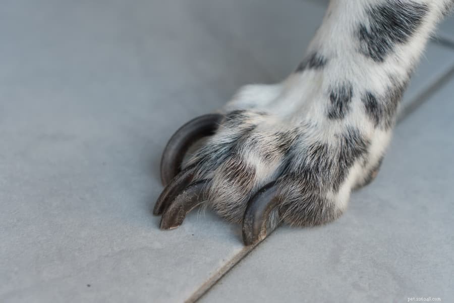 How to Safely Trim Your Dog’s Nails at Home: A Step-by-Step Guide