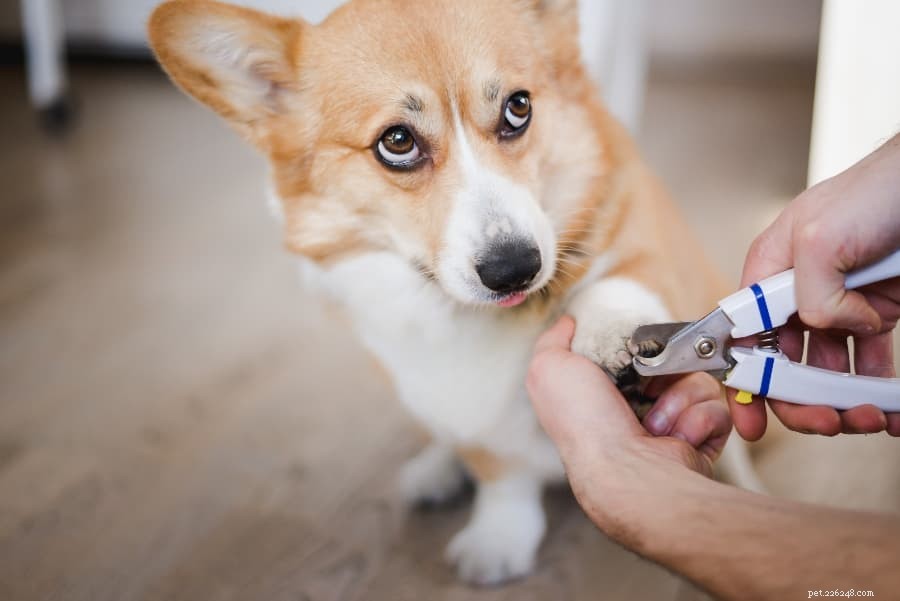 How to Safely Trim Your Dog’s Nails at Home: A Step-by-Step Guide