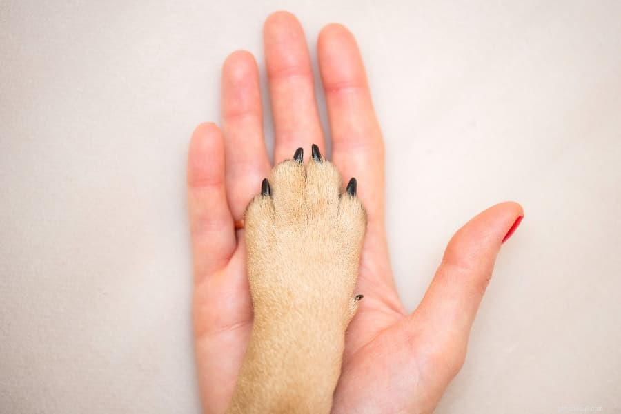 How to Safely Trim Your Dog’s Nails at Home: A Step-by-Step Guide