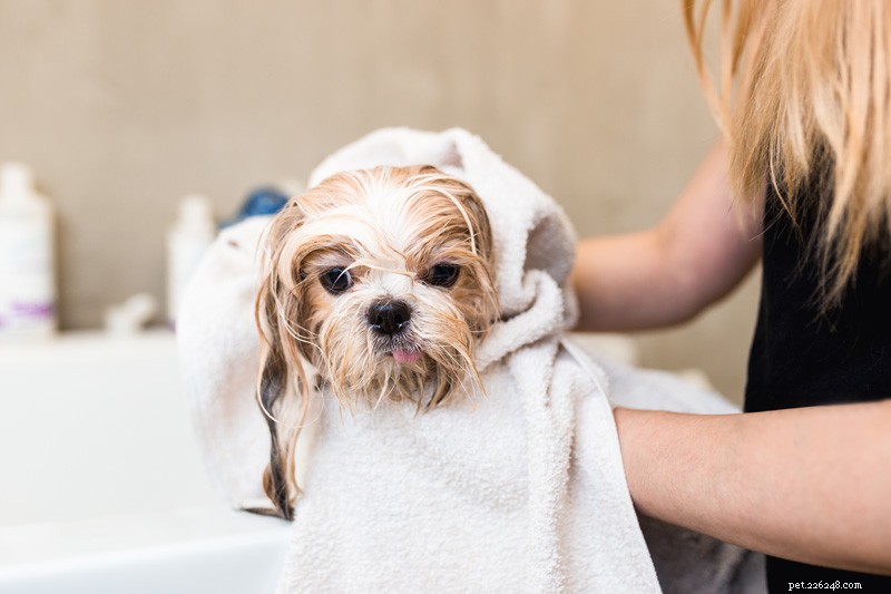 Professional DIY Grooming: The Comprehensive Guide for Pet Owners