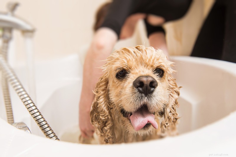 Professional DIY Grooming: The Comprehensive Guide for Pet Owners